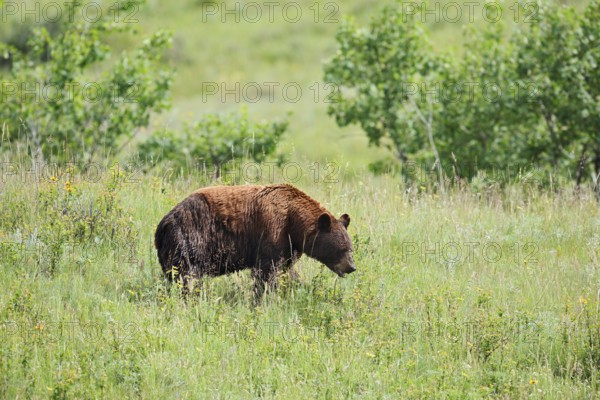 American Black Bear (Ursus americanus), cinnamon-coloured morph, Waterton Lakes National Park, Alberta, Canada