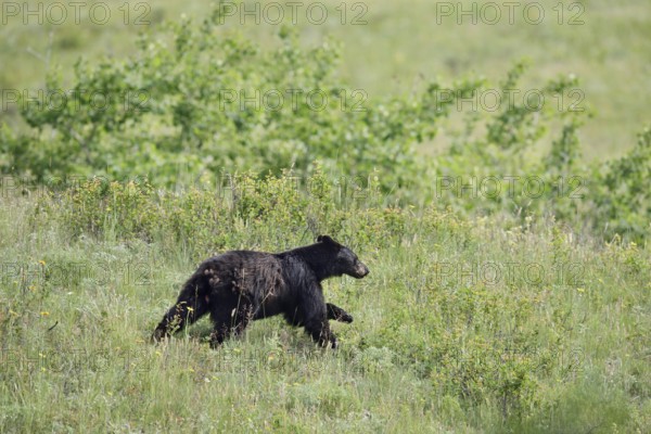 American Black Bear (Ursus americanus) running across a meadow, Waterton Lakes National Park, Alberta, Canada