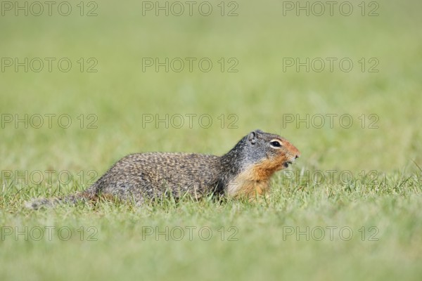 Columbia ground squirrel (Urocitellus columbianus, Spermophilus columbianus), Jasper National Park, Alberta, Canada
