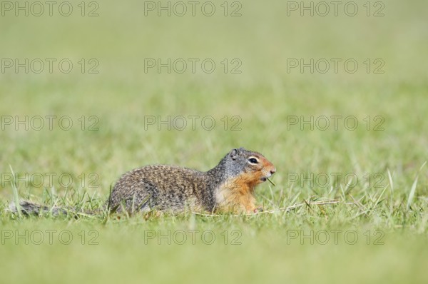 Columbia ground squirrel (Urocitellus columbianus, Spermophilus columbianus), Jasper National Park, Alberta, Canada