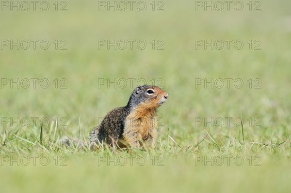 Columbia ground squirrel (Urocitellus columbianus, Spermophilus columbianus), Jasper National Park, Alberta, Canada