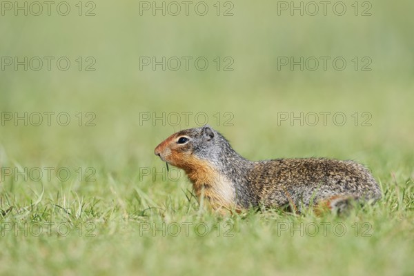 Columbia ground squirrel (Urocitellus columbianus, Spermophilus columbianus), Jasper National Park, Alberta, Canada