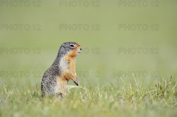 Columbia ground squirrel (Urocitellus columbianus, Spermophilus columbianus), Jasper National Park, Alberta, Canada