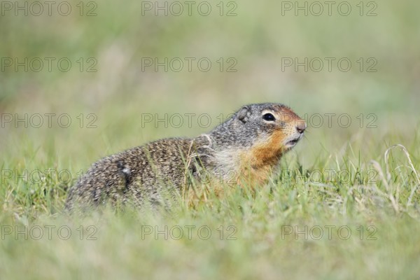 Columbia ground squirrel (Urocitellus columbianus, Spermophilus columbianus), Jasper National Park, Alberta, Canada