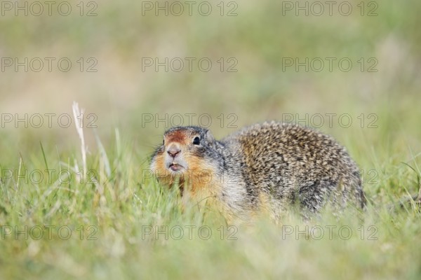 Columbia ground squirrel (Urocitellus columbianus, Spermophilus columbianus), Jasper National Park, Alberta, Canada