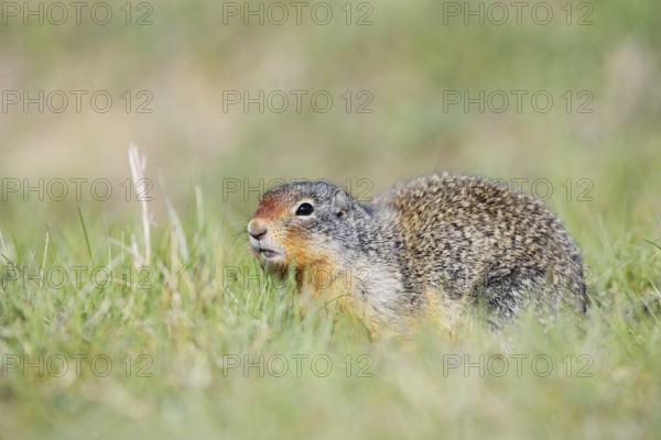 Columbia ground squirrel (Urocitellus columbianus, Spermophilus columbianus), Jasper National Park, Alberta, Canada