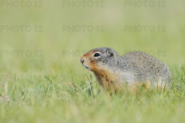 Columbia ground squirrel (Urocitellus columbianus, Spermophilus columbianus), Jasper National Park, Alberta, Canada