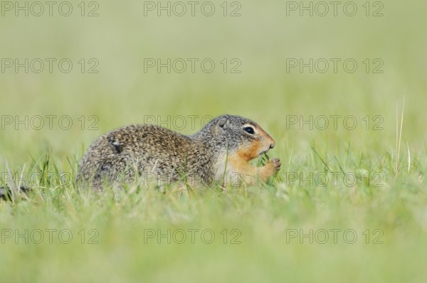 Columbia ground squirrel (Urocitellus columbianus, Spermophilus columbianus) feeding in a meadow, Jasper National Park, Alberta, Canada