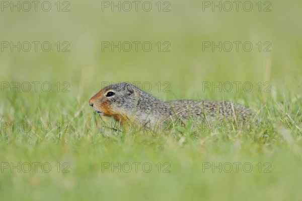 Columbia ground squirrel (Urocitellus columbianus, Spermophilus columbianus), Jasper National Park, Alberta, Canada