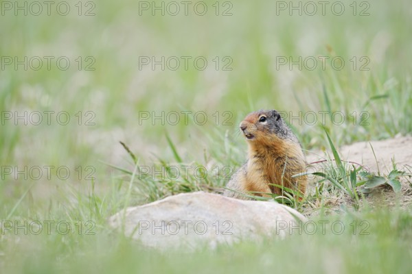Columbia ground squirrel (Urocitellus columbianus, Spermophilus columbianus), Jasper National Park, Alberta, Canada