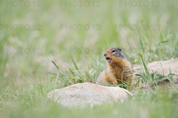 Columbia ground squirrel (Urocitellus columbianus, Spermophilus columbianus) calling, Jasper National Park, Alberta, Canada