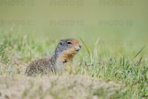 Columbia ground squirrel (Urocitellus columbianus, Spermophilus columbianus) at the burrow, Jasper National Park, Alberta, Canada