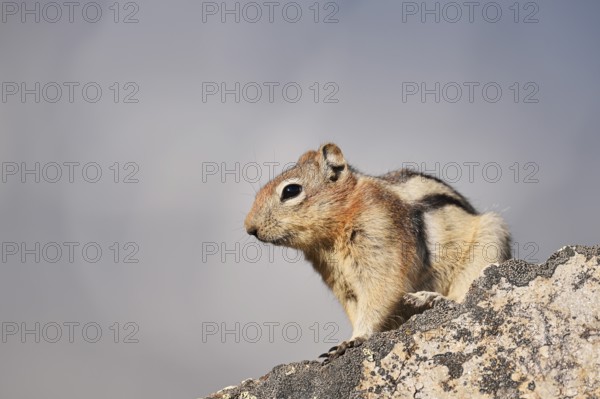 Golden mantle gopher (Callospermophilus lateralis, Spermophilus lateralis) sitting on a rock, Jasper National Park, Alberta, Canada