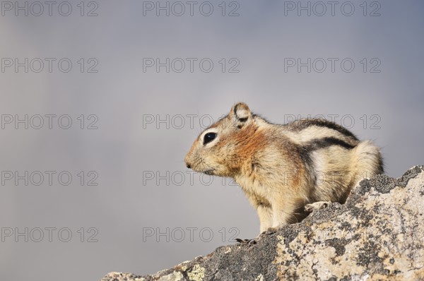 Golden mantle gopher (Callospermophilus lateralis, Spermophilus lateralis) sitting on a rock, Jasper National Park, Alberta, Canada