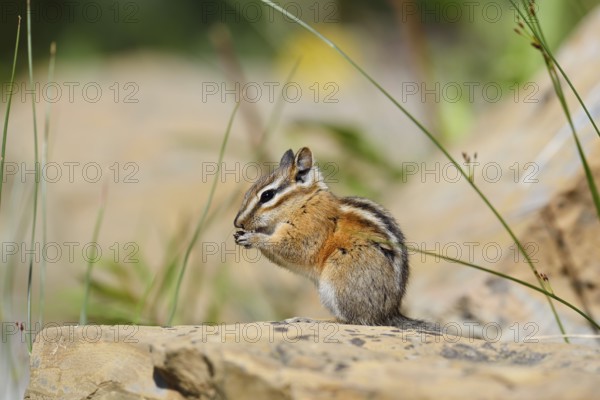 Least chipmunk (Tamias minimus) sitting on a rock and eating, Waterton Lakes National Park, Alberta, Canada