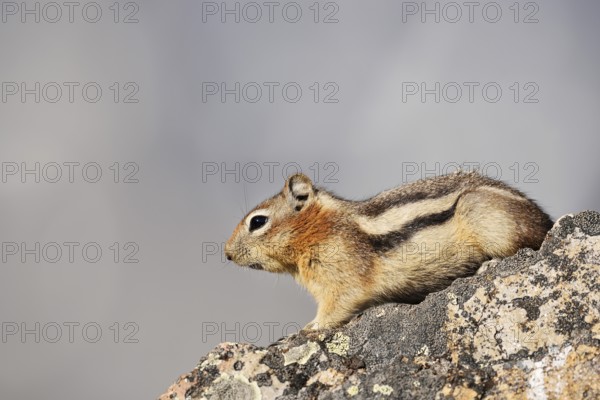 Golden mantle gopher (Callospermophilus lateralis, Spermophilus lateralis) sitting on a rock, Jasper National Park, Alberta, Canada