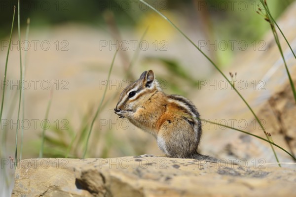 Least chipmunk (Tamias minimus) sitting on a rock and eating, Waterton Lakes National Park, Alberta, Canada