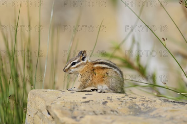 Least chipmunk (Tamias minimus) sitting on a rock, Waterton Lakes National Park, Alberta, Canada