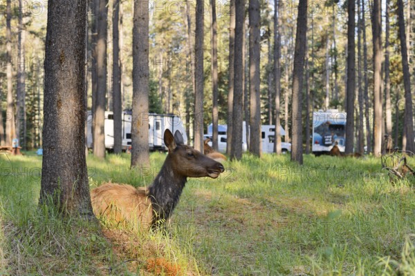Wapiti (Cervus canadensis), female lying in the forest on a campsite, Jasper National Park, Alberta, Canada