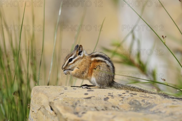 Least chipmunk (Tamias minimus) sitting on a rock and eating, Waterton Lakes National Park, Alberta, Canada