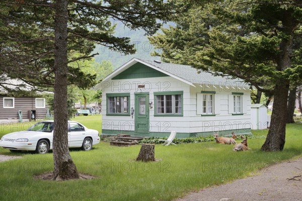 Mule deer or big-eared deer (Odocoileus hemionus), females lying in front of a house in the garden, Waterton Lakes National Park, Alberta, Canada