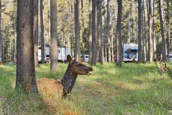 Wapiti (Cervus canadensis), female lying in the forest on a campsite, Jasper National Park, Alberta, Canada