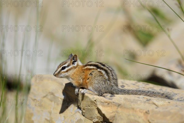 Least chipmunk (Tamias minimus) sitting on a rock, Waterton Lakes National Park, Alberta, Canada