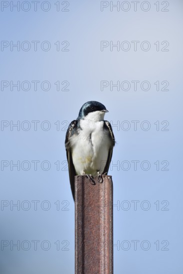 Swamp Swallow (Tachycineta bicolor), Waterton Lakes National Park, Alberta, Canada
