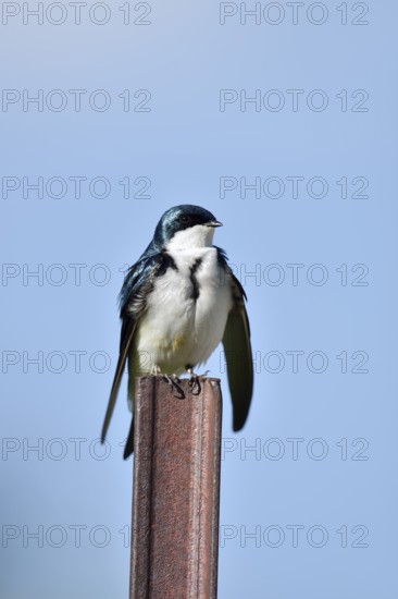 Swamp Swallow (Tachycineta bicolor), Waterton Lakes National Park, Alberta, Canada