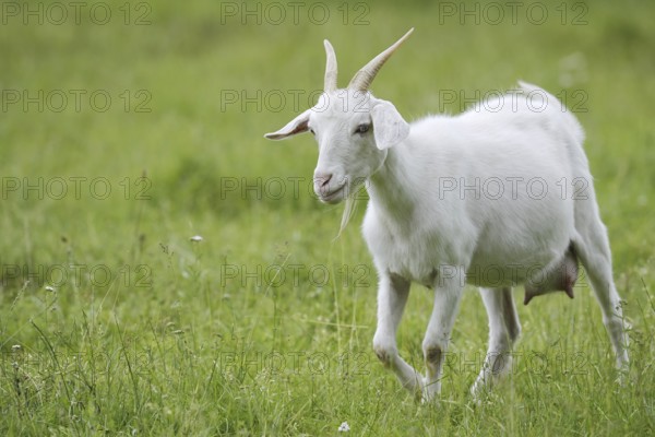 Cashmere goat (Capra aegagrus f. hircus), female, North Rhine-Westphalia, Germany