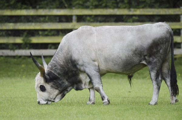 Hungarian Grey Cattle or Hungarian grey cattle (Bos primigenius f. taurus), bull in a meadow, Hungary