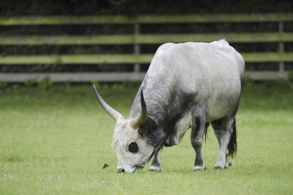 Hungarian Grey Cattle or Hungarian grey cattle (Bos primigenius f. taurus), bull in a meadow, Hungary