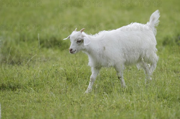 Cashmere goat (Capra aegagrus f. hircus), young animal, North Rhine-Westphalia, Germany