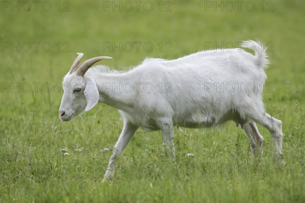 Cashmere goat (Capra aegagrus f. hircus), female, North Rhine-Westphalia, Germany