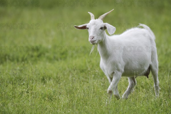 Cashmere goat (Capra aegagrus f. hircus), female, North Rhine-Westphalia, Germany