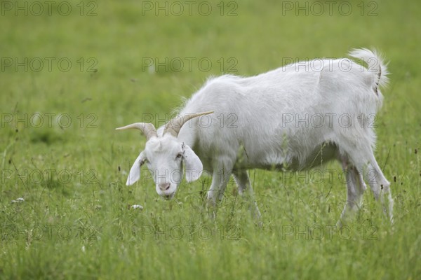 Cashmere goat (Capra aegagrus f. hircus), female stands feeding in a meadow, North Rhine-Westphalia, Germany