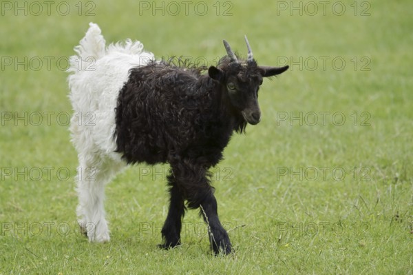 Valais black-necked goat or Vallesana goat (Capra aegagrus f. hircus), young animal, North Rhine-Westphalia, Germany