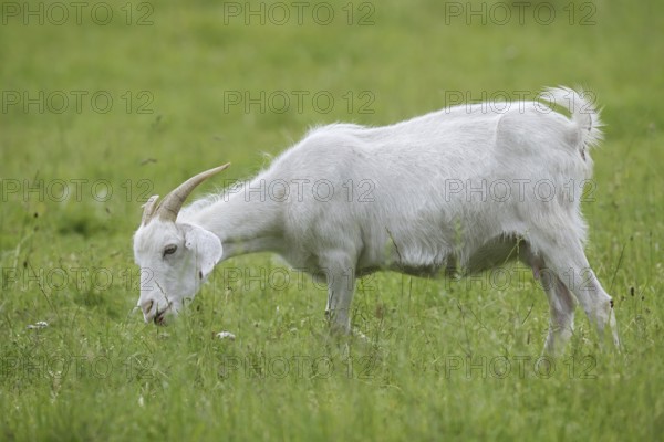 Cashmere goat (Capra aegagrus f. hircus), female stands feeding in a meadow, North Rhine-Westphalia, Germany