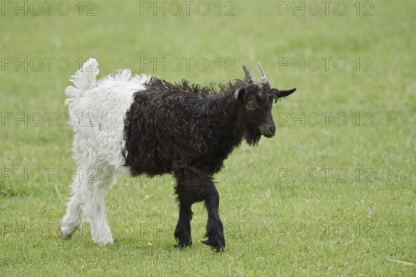 Valais black-necked goat or Vallesana goat (Capra aegagrus f. hircus), young animal, North Rhine-Westphalia, Germany