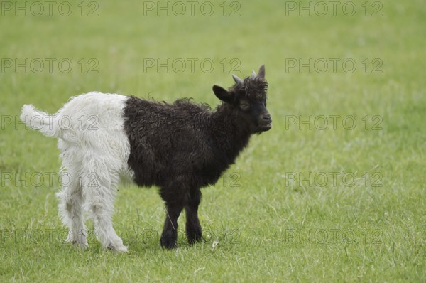 Valais black-necked goat or Vallesana goat (Capra aegagrus f. hircus), young animal, North Rhine-Westphalia, Germany
