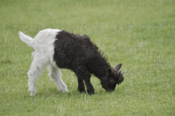 Valais black-necked goat or Vallesana goat (Capra aegagrus f. hircus), young animal, North Rhine-Westphalia, Germany