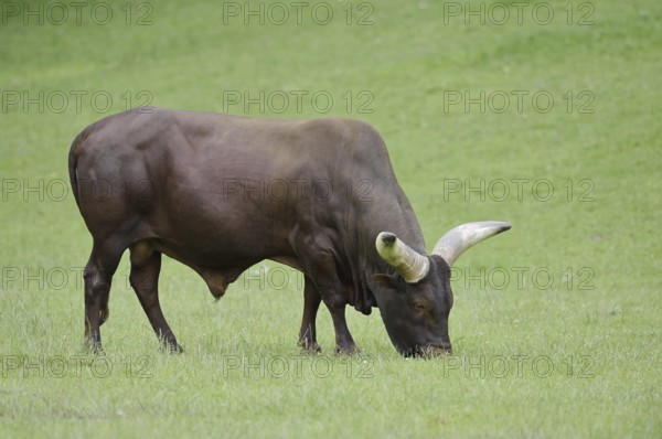 Watussi cattle or Ankole cattle (Bos primigenius f. taurus, Bos primigenius hahni), bull in a meadow, domestic cattle breed in East Africa