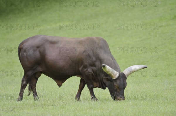 Watussi cattle or Ankole cattle (Bos primigenius f. taurus, Bos primigenius hahni), bull in a meadow, domestic cattle breed in East Africa