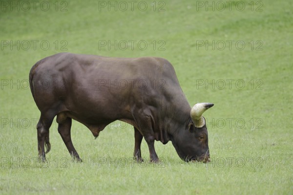 Watussi cattle or Ankole cattle (Bos primigenius f. taurus, Bos primigenius hahni), bull in a meadow, domestic cattle breed in East Africa