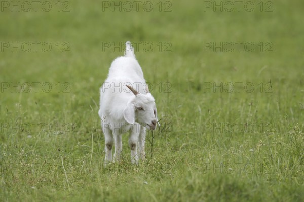 Cashmere goat (Capra aegagrus f. hircus), young animal, North Rhine-Westphalia, Germany