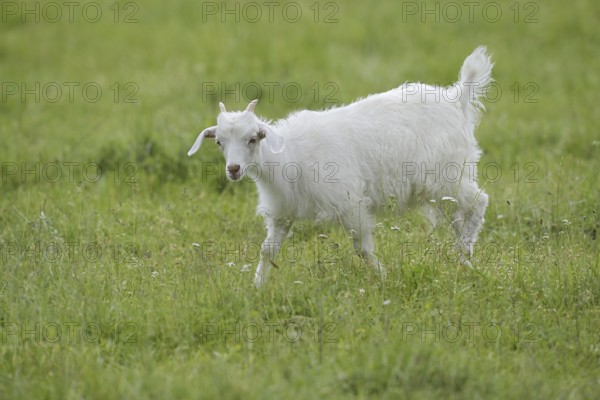 Cashmere goat (Capra aegagrus f. hircus), young animal, North Rhine-Westphalia, Germany
