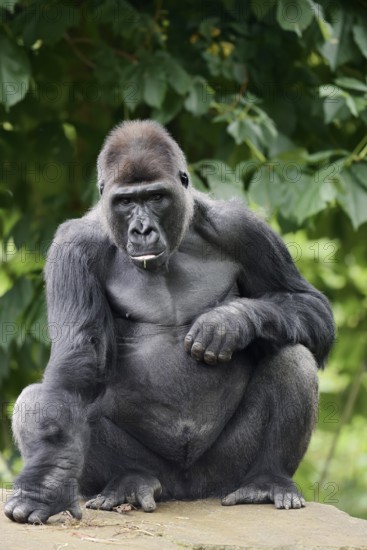 Western lowland gorilla (Gorilla gorilla gorilla), male, silverback, captive, occurring in Africa