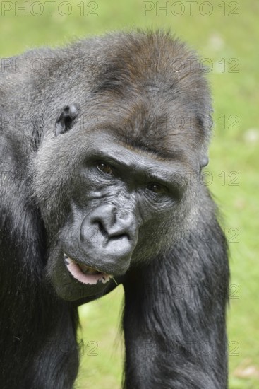 Western lowland gorilla (Gorilla gorilla gorilla), male, silverback, captive, occurring in Africa