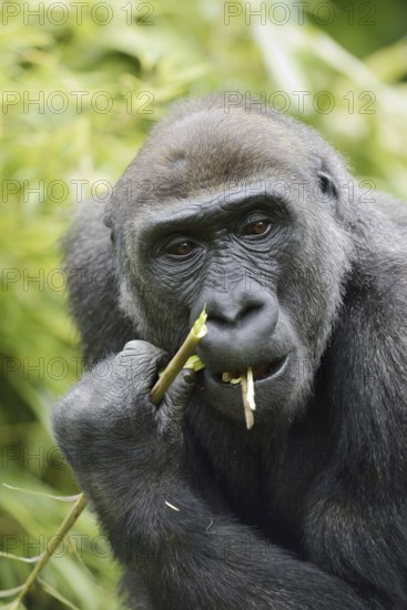 Western lowland gorilla (Gorilla gorilla gorilla), feeding female, captive, occurring in Africa