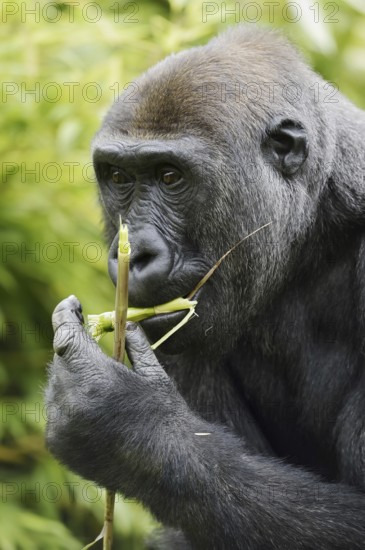 Western lowland gorilla (Gorilla gorilla gorilla), feeding female, captive, occurring in Africa